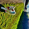 animal, collar, daytime, dog, grass, greenery, houses, leash, nature, outdoor, pet, playful, puppy, road, sidewalk, summer, sunlight, tongue_out, trees, white_dog