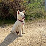 animal, bushes, collar, daylight, dirt_path, dog, ears_up, fence, grass, happy, nature, outdoor, pet, puppy, shadow, sitting, sunny, tongue_out, white_dog, young_dog