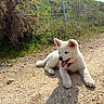 Biyori participe au concours pour gagner de l'argent avec cette photo : animal, canine, collar, cute, daylight, dog, fence, grass, grassland, gravel_path, nature, outdoor, pet, playful, puppy, resting, sunlight, tongue_out, white_dog, young_dog
