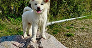 Biyori a rejoint le concours — aidez-le/la à gagner de superbes lots ! animal, cute, daylight, dog, fur, grass, greenery, happy, landscape, nature, outdoor, pet, puppy, rock, smiling, standing, sunny, tongue_out, white_dog, young_dog