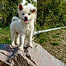 animal, cute, daylight, dog, fur, grass, greenery, happy, landscape, nature, outdoor, pet, puppy, rock, smiling, standing, sunny, tongue_out, white_dog, young_dog