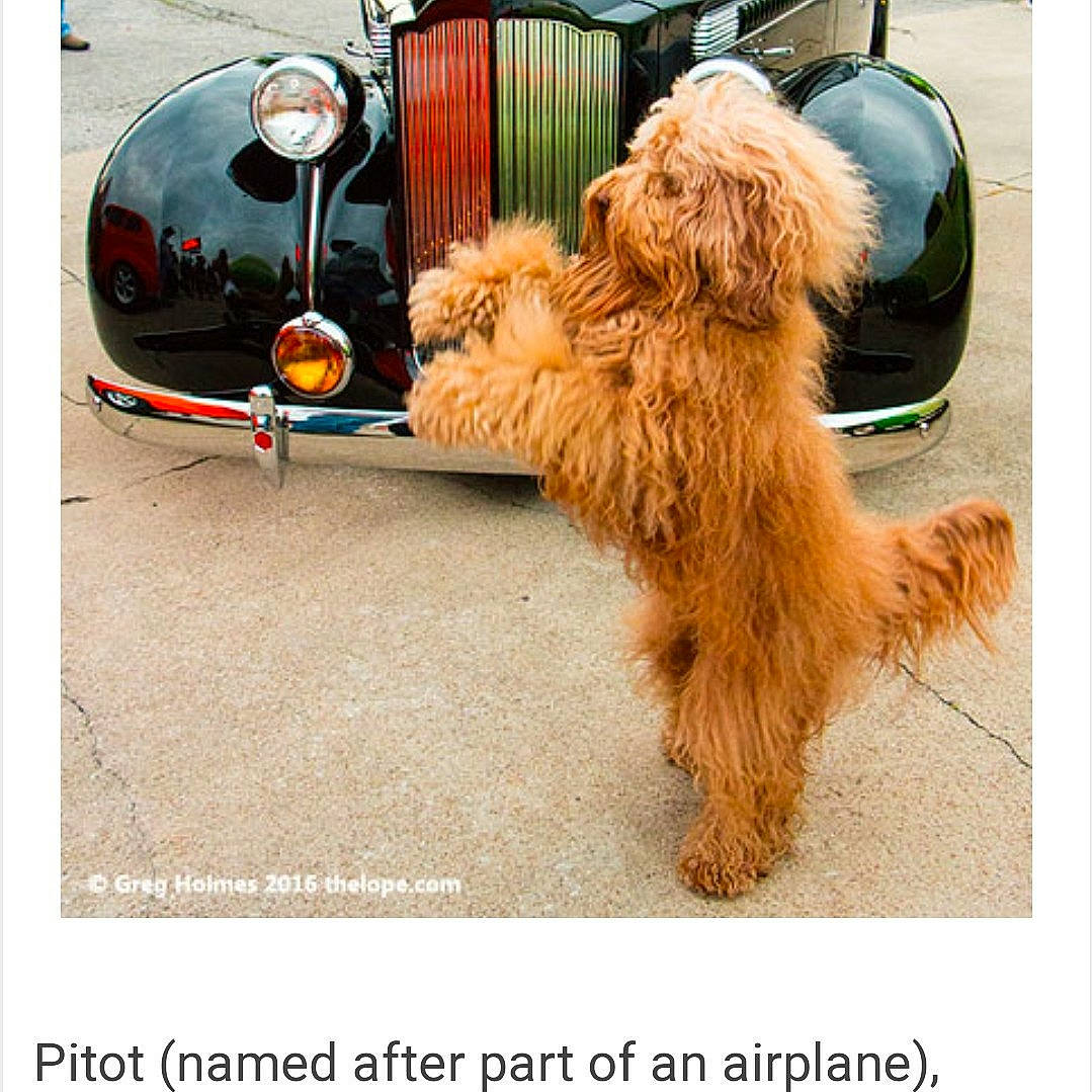 Pete joined the competition — help win amazing prizes! car, carnivore, companion_dog, dog, dog_breed, dog_collar, dog_supply, fashion_accessory, fawn, fur, glasses, leash, liver, street_fashion, terrier, tire, toy_dog, vehicle, wheel, working_animal