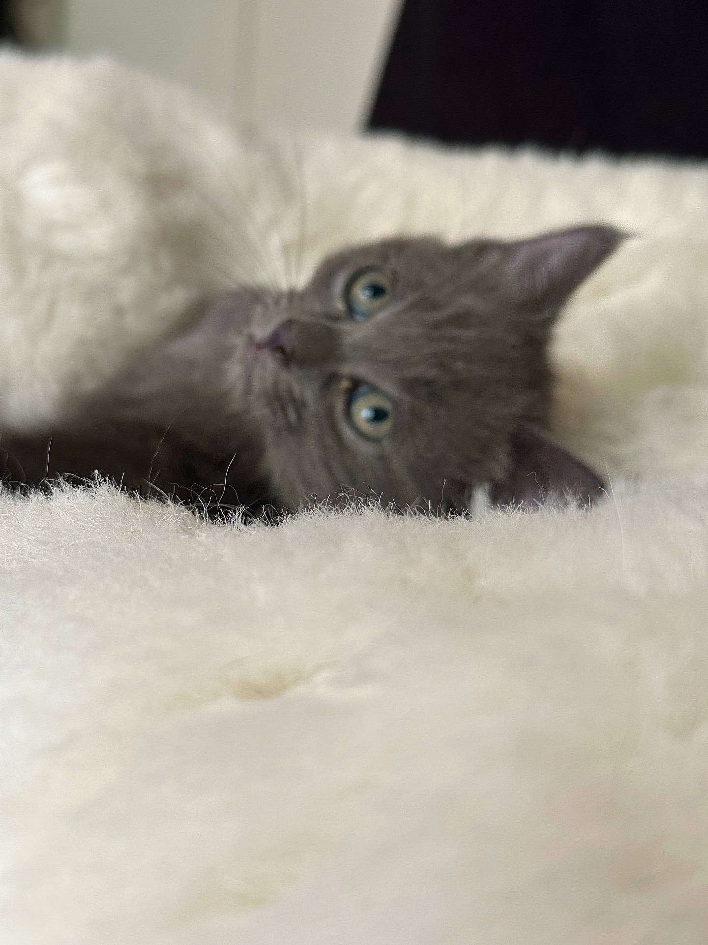 Akiya a rejoint le concours — aidez-le/la à gagner de superbes lots ! animal, blanket, closeup, cozy, cute, domestic_cat, ears, face, fur, furry, gray_cat, indoor, kitten, pet, relaxing, resting, sleepy, small, soft, whiskers