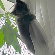 Akiya participe au concours pour gagner de l'argent avec cette photo : animal, backlit, cat, climbing, cozy, curious, curtain, cute, feline, greenery, home, indoor, kitten, leaf, nature, pet, plant, soft_light, window, young