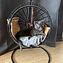 Akiya a rejoint le concours — aidez-le/la à gagner de superbes lots ! animal, cat, comfort, cozy, curtains, cushion, cute, domestic_cat, floor, furniture, gray_cat, hanging_chair, home, indoor, kitten, pet, relaxed, resting, wooden_floor, young_cat