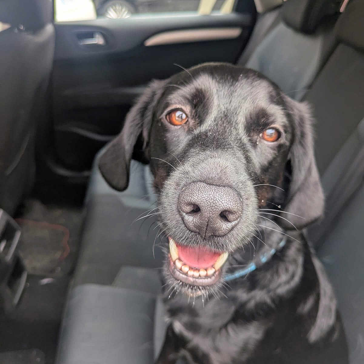 Tayka a rejoint le concours — aidez-le/la à gagner de superbes lots ! dog, black_dog, pet, car_interior, back_seat, happy, smiling, canine, animal, fur, collar, seat, window, daylight, transportation, vehicle, close_up, face, nose, tongue
