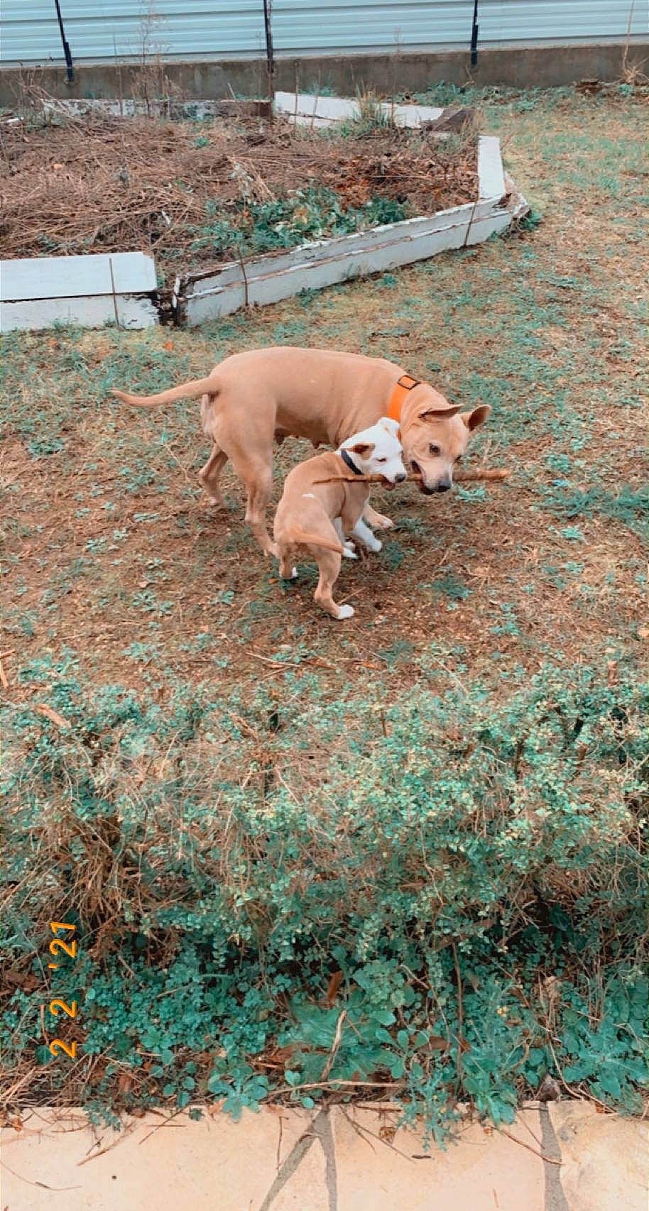 Rose Et Tess a rejoint le concours — aidez-le/la à gagner de superbes lots ! canidae, carnivore, companion_dog, dog, dog_breed, fawn, fence, grass, green, groundcover, non_sporting_group, snout, soil, sporting_group, tail, working_animal