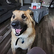 Trey Lii joined the competition — help win amazing prizes! animal, canine, collar, companion, couch, dog, domestic_animal, flooring, friendly, fur, happy, home, indoor, living_room, mammal, pet, smiling, table, tongue, wooden_floor