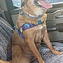 animal, blanket, canine, car_interior, collar, comfort, dog, fur, happy, harness, indoor, leash, mammal, pet, seat, sitting, tongue_out, transportation, vehicle, window