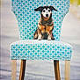 Bubba joined the competition — help win amazing prizes! dog, chair, patterned_fabric, blue, outdoor, pet, animal, sitting, wooden_legs, blurred_background, calm, friendly, portrait, furniture, domestic_animal, canine, single_animal, front_view, daylight, still_life
