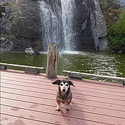 Tiny is registered to the contest to win money with this photo: dog, waterfall, pond, rocks, wooden_deck, nature, outdoor, animal, water, greenery, pet, canine, landscape, tree, scenery, daylight, quiet, calm, fur, snout