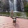dog, waterfall, pond, rocks, wooden_deck, nature, outdoor, animal, water, greenery, pet, canine, landscape, tree, scenery, daylight, quiet, calm, fur, snout