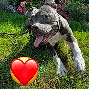 Mya participe au concours pour gagner de l'argent avec cette photo : animal, background, canine, closeup, collar, dog, flower, garden, grass, greenery, happy, leash, nature, outdoor, paw, pet, playful, summer, sunlight, tongue_out