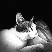 Bounty a rejoint le concours — aidez-le/la à gagner de superbes lots ! alert, animal, black_and_white, calm, cat, close_up, eyes, face, feline, focus, fur, head, monochrome, pet, portrait, quiet, resting, soft_surface, texture, whiskers