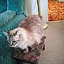 animal, brown, carpet, cat, couch, cozy, cream, curious, floor, fluffy, footstool, furniture, home, indoor, lamp, living_room, looking, pattern, pet, small_furniture