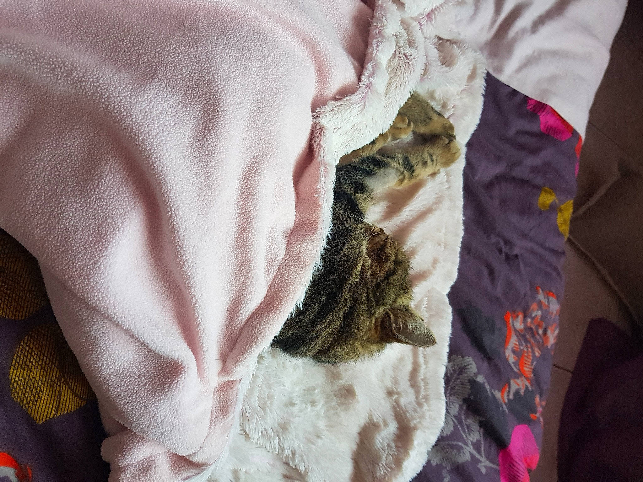 Bella participe au concours pour gagner de l'argent avec cette photo : baby_toddler_clothing, carmine, comfort, fur, grey, linens, magenta, pattern, sleeve, stitch, t_shirt, textile, top, wool, woolen, woven_fabric