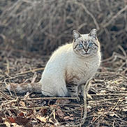 Ingle joined the competition — help win amazing prizes! cat, animal, blue_eyes, fur, outdoor, nature, leaves, twigs, wildlife, sitting, portrait, feline, ground, daylight, close_up, mammal, cute, domestic_cat, whiskers, forest_floor