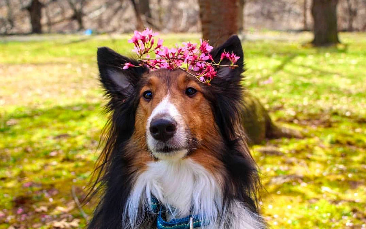 Fidget is registered to the contest to win money with this photo: australian_collie, australian_shepherd, border_collie, canidae, carnivore, collie, companion_dog, dog, dog_breed, english_shepherd, herding_dog, mammal, plant, rough_collie, scotch_collie, shetland_sheepdog, sporting_group, vertebrate, welsh_sheepdog, working_dog