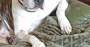 Prométhée a rejoint le concours — aidez-le/la à gagner de superbes lots ! animal, ball, blanket, bostonbull, boxer, bulldog, canine, couch, cushion, dog, frenchbulldog, furniture, homedecor, hound, pet, pitbull, puppy, sport, tennis, tennisball