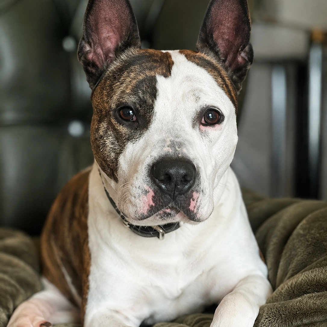 Prométhée participe au concours pour gagner de l'argent avec cette photo : dog, brindle, white, pet, canine, collar, indoor, blanket, fur, ears, face, portrait, relaxed, seated, animal, closeup, leather_chair, brown, black, domestic