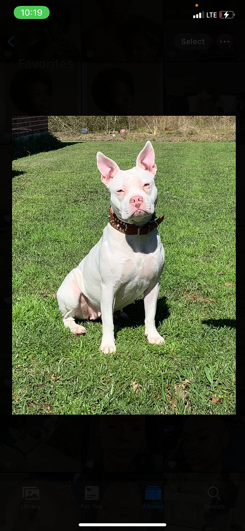 Icee is registered to the contest to win money with this photo: canidae, carnivore, collar, companion_dog, dog, dog_breed, dog_collar, dog_supply, fawn, grass, head, plant, rectangle, snout, sporting_group, tail, terrestrial_animal, terrier, toy_dog, working_animal