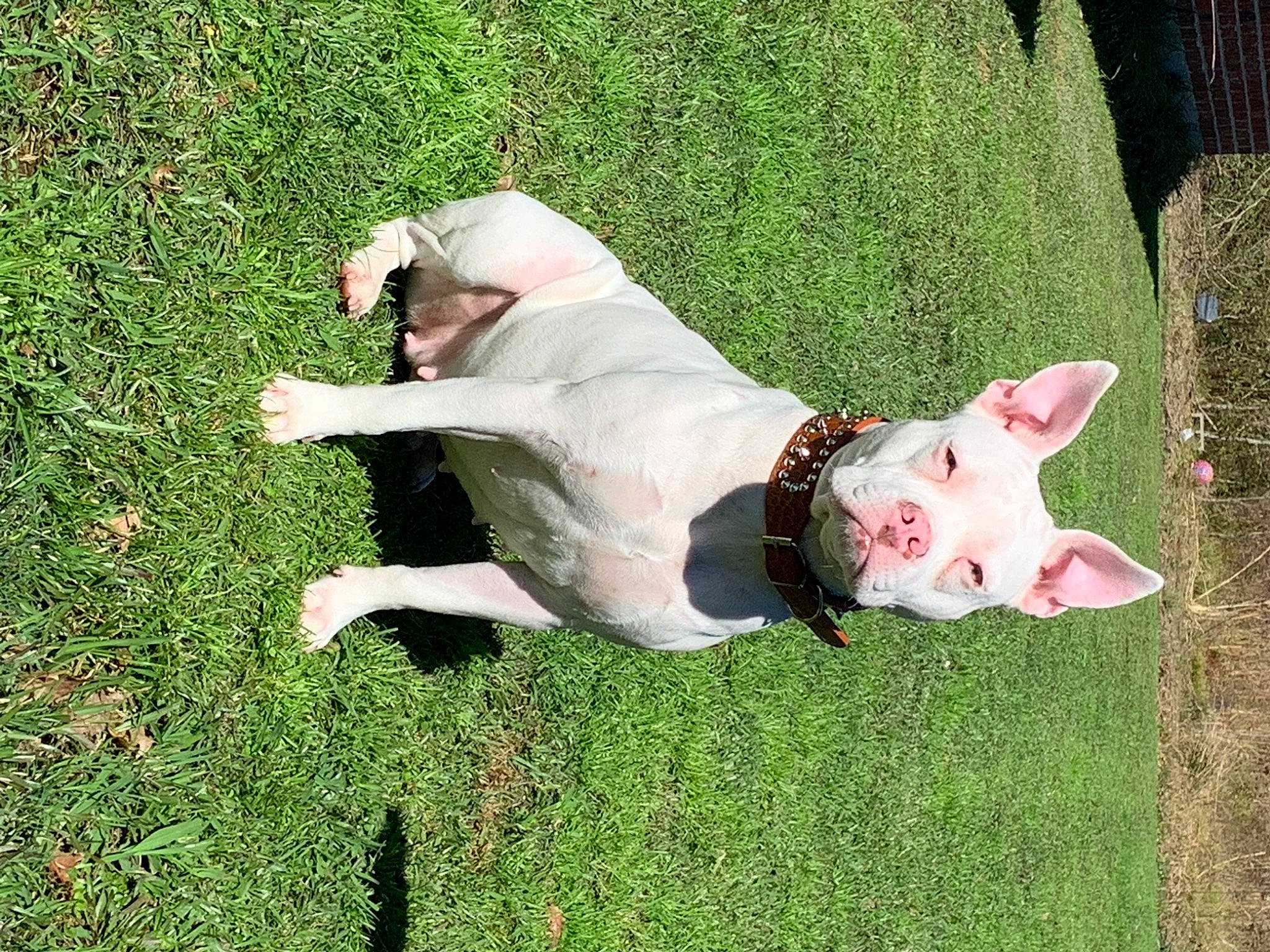 Icee is registered to the contest to win money with this photo: canidae, carnivore, collar, companion_dog, dobermann, dog, dog_breed, dog_collar, dog_supply, dogo_guatemalteco, fawn, grass, non_sporting_group, pet_supply, plant, snout, sporting_group, tail, vertebrate, working_animal