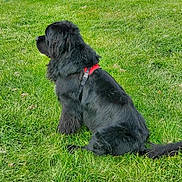 Ronaldo participe au concours pour gagner de l'argent avec cette photo : animal, black_dog, calm, canine, companion, daylight, dog, fur, grass, greenery, leisure, mammal, nature, outdoor, park, pet, red_harness, relaxation, side_view, sitting