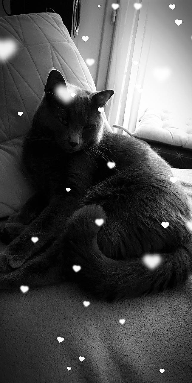 Soprano participe au concours pour gagner de l'argent avec cette photo : black, black_and_white, black_cat, carnivore, cat, comfort, darkness, domestic_short_haired_cat, felidae, fur, gesture, monochrome, monochrome_photography, small_to_medium_sized_cats, snout, style, tail, tints_and_shades, whiskers, white