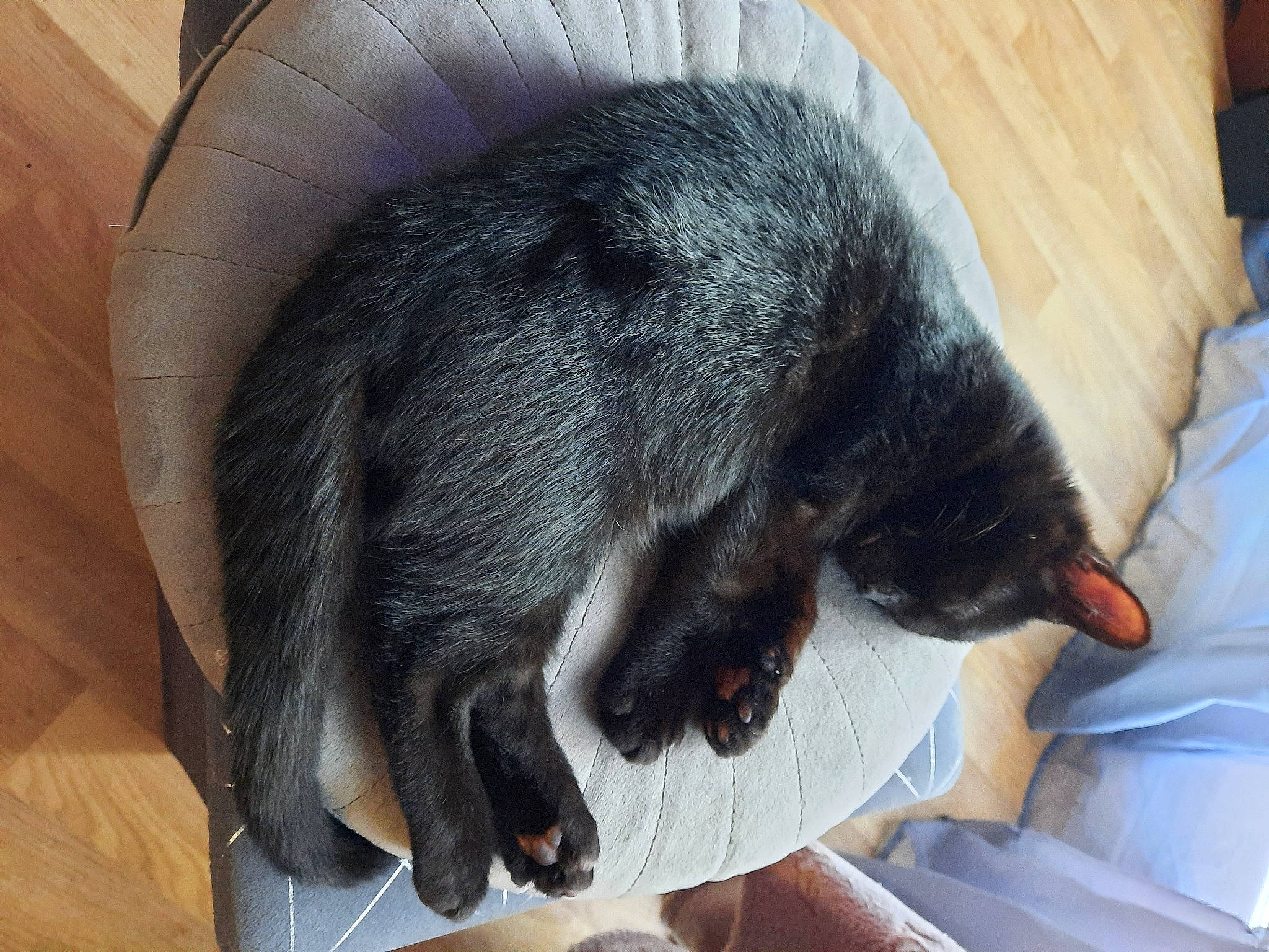 Kendji participe au concours pour gagner de l'argent avec cette photo : black_cat, carnivore, claw, comfort, dog_breed, domestic_short_haired_cat, felidae, flooring, fur, nap, paw, pet_supply, small_to_medium_sized_cats, snout, sporting_group, tail, terrestrial_animal, whiskers