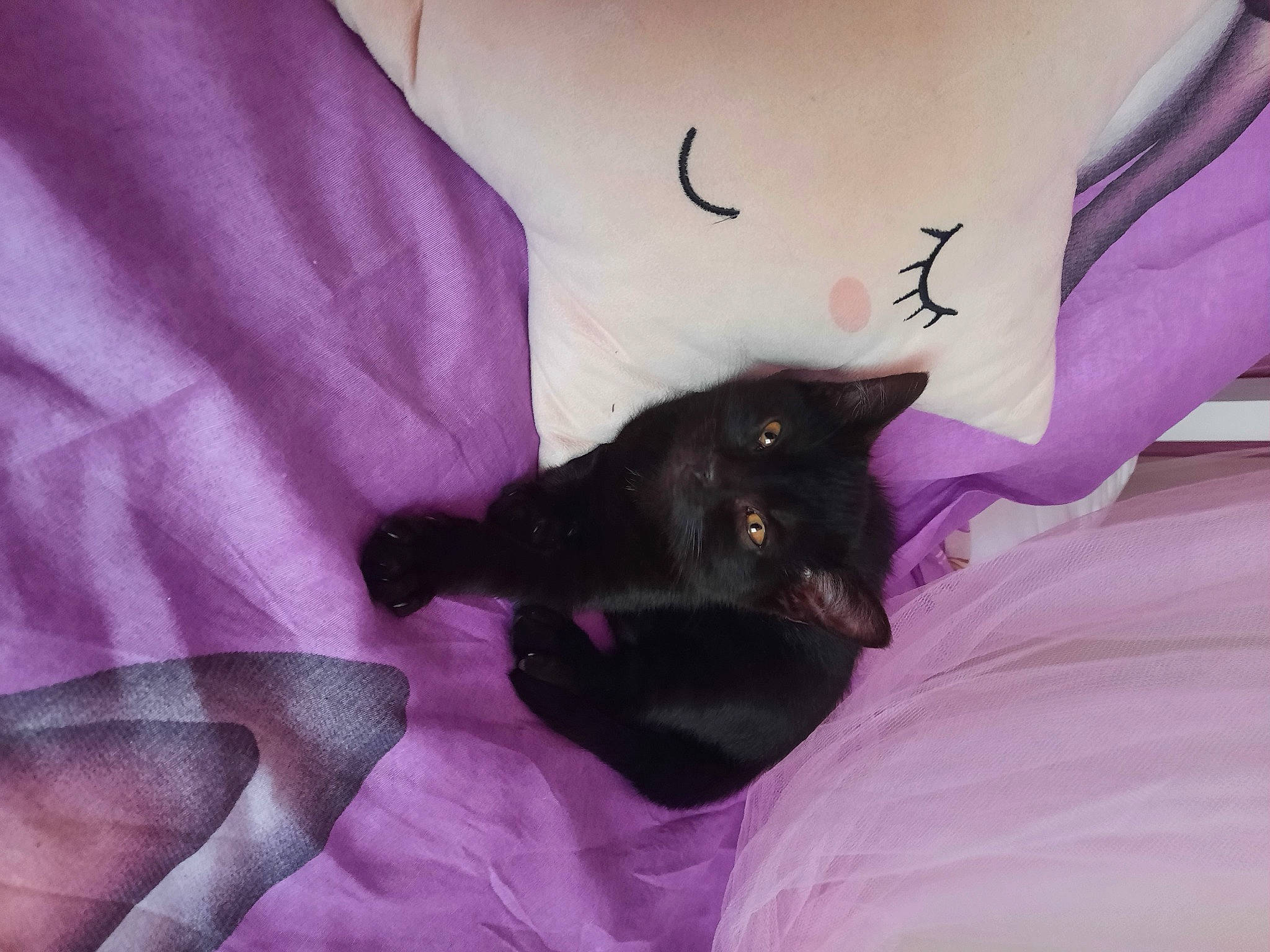 Kendji a rejoint le concours — aidez-le/la à gagner de superbes lots ! bat, black_cat, carnivore, cat, claw, comfort, felidae, fur, grey, linens, magenta, paw, pink, purple, room, sleeve, small_to_medium_sized_cats, textile, violet, whiskers