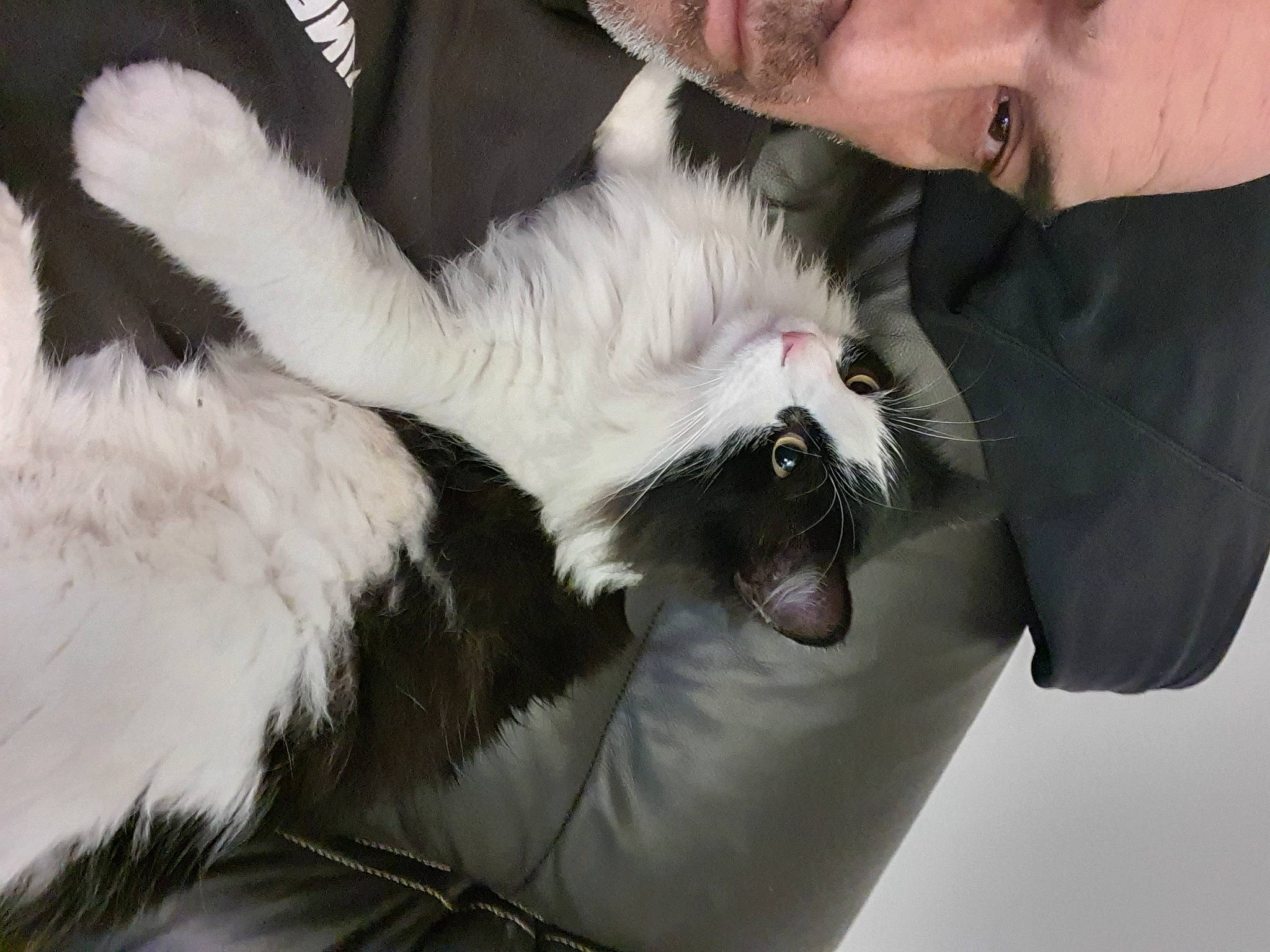 Bibou participe au concours pour gagner de l'argent avec cette photo : beard, canidae, carnivore, cat, claw, comfort, companion_dog, dog_breed, felidae, formal_wear, fur, gesture, lap, paw, small_to_medium_sized_cats, snout, tail, whiskers