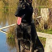 Mayna a rejoint le concours — aidez-le/la à gagner de superbes lots ! dog, black_dog, sitting, outdoor, lake, autumn, trees, bench, tongue_out, ears_up, nature, sunlight, animal, pet, canine, water, reflection, grass, daytime, peaceful