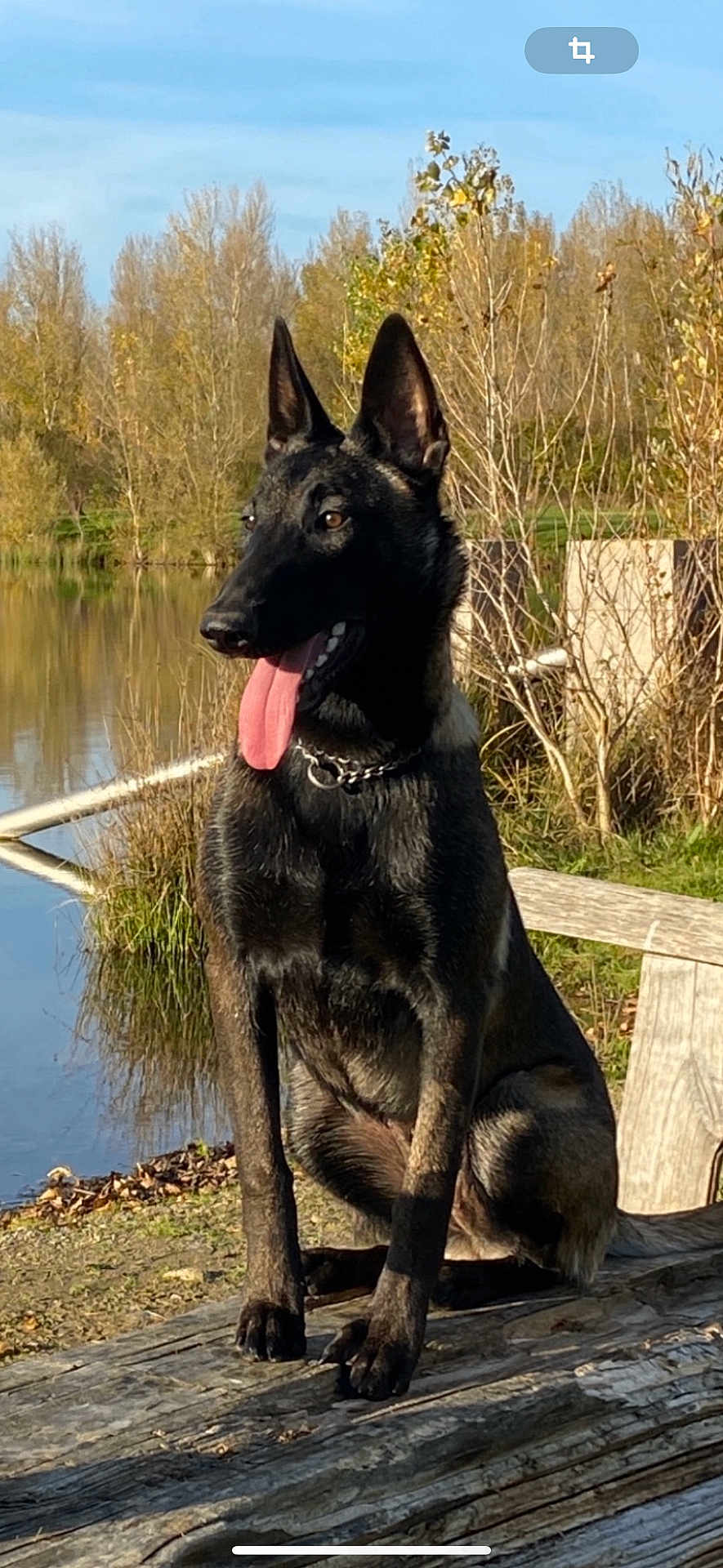 Mayna a rejoint le concours — aidez-le/la à gagner de superbes lots ! dog, black_dog, sitting, outdoor, lake, autumn, trees, bench, tongue_out, ears_up, nature, sunlight, animal, pet, canine, water, reflection, grass, daytime, peaceful