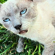 Guppie is registered to the contest to win money with this photo: animal, blue_eyes, cat, closeup, curious, cute, daylight, ears, face, fur, grass, lying_down, mammal, nature, outdoor, pet, playful, relaxed, tongue_out, whiskers
