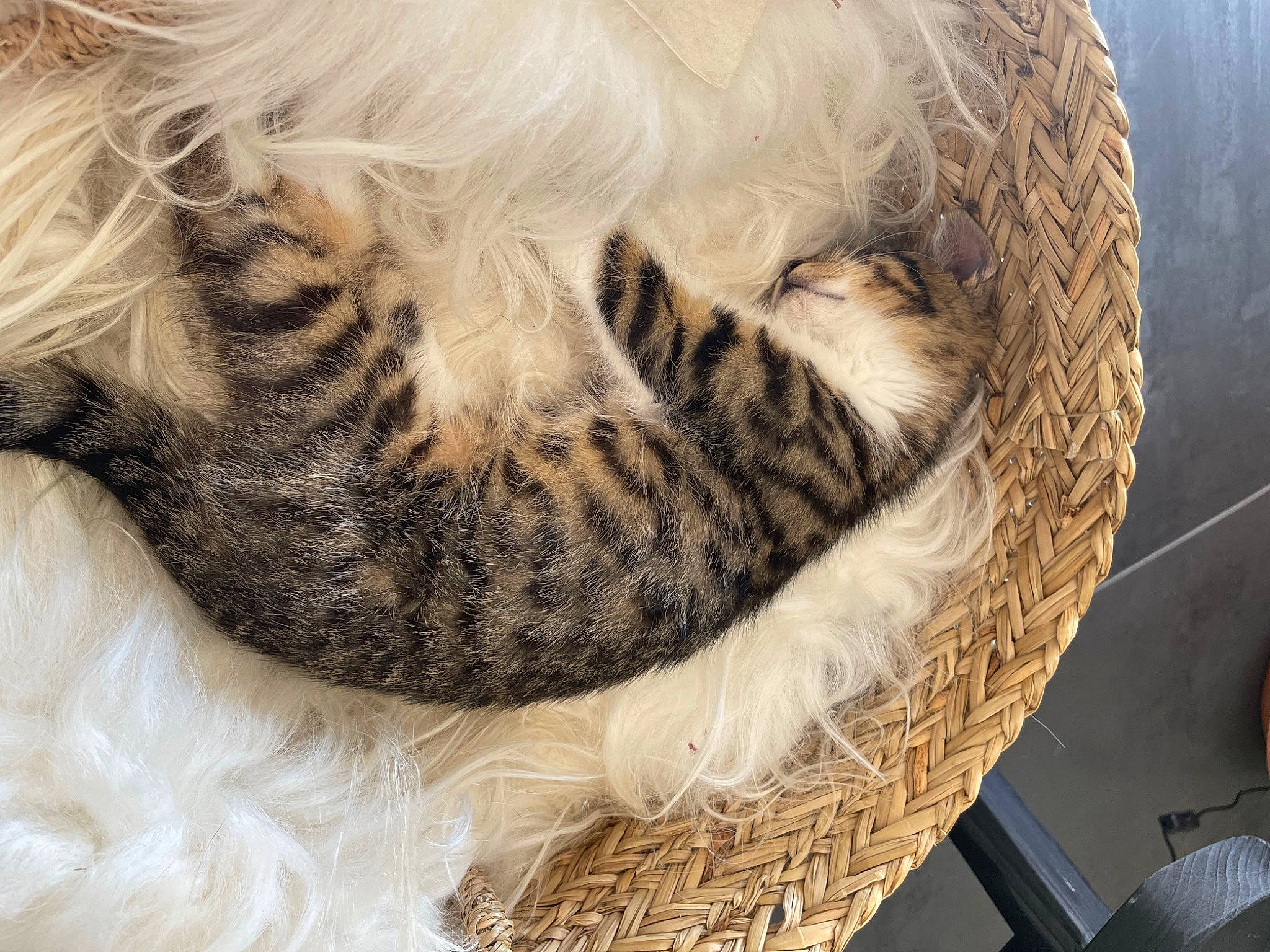 Tigrou a rejoint le concours — aidez-le/la à gagner de superbes lots ! carnivore, cat_bed, cat_supply, claw, comfort, companion_dog, dog_breed, fawn, feather, felidae, fur, nap, paw, small_to_medium_sized_cats, snout, sporting_group, terrestrial_animal, whiskers, wildlife, wing