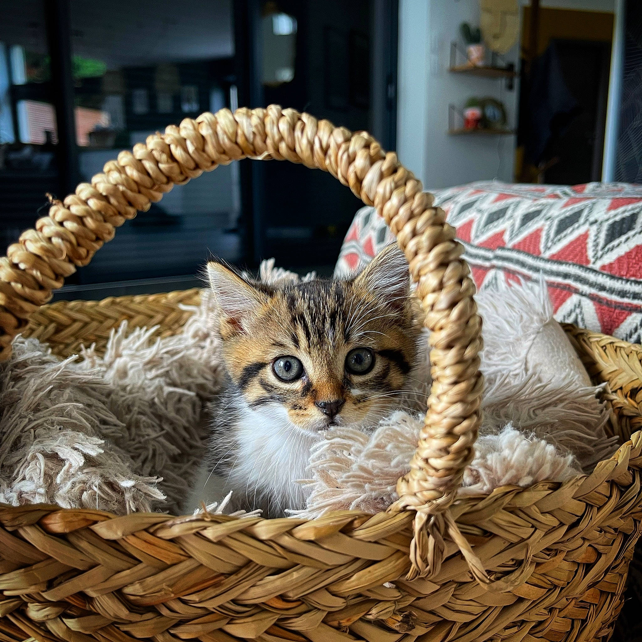 Tigrou a rejoint le concours — aidez-le/la à gagner de superbes lots ! basket, carnivore, cat, cat_supply, claw, domestic_short_haired_cat, fashion_accessory, felidae, fur, home_accessories, metal, small_to_medium_sized_cats, snout, storage_basket, tail, terrestrial_animal, whiskers, wicker, wildlife, wood