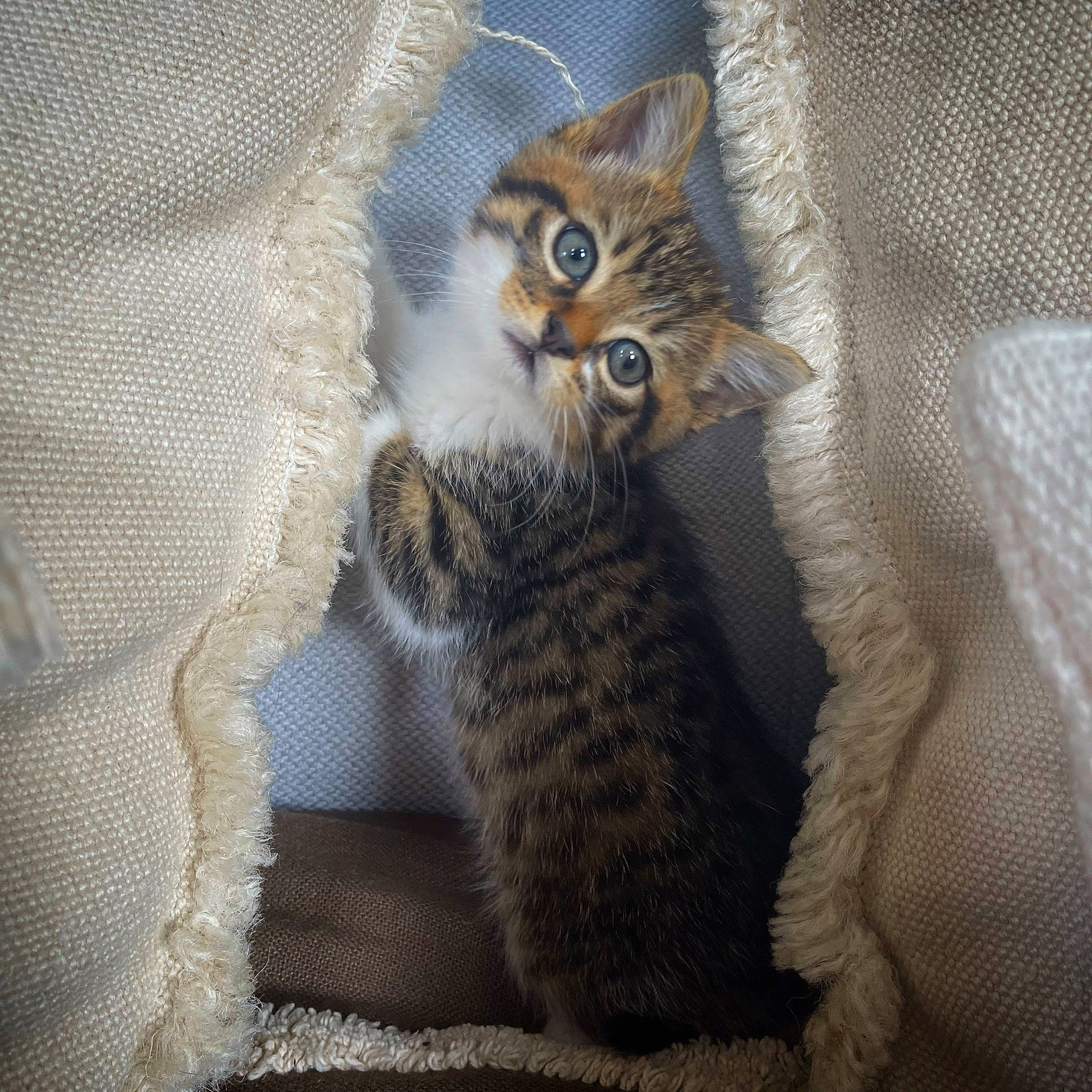 Tigrou participe au concours pour gagner de l'argent avec cette photo : carnivore, cat, cat_bed, cat_supply, claw, comfort, couch, domestic_short_haired_cat, felidae, fur, grey, paw, small_to_medium_sized_cats, snout, tail, terrestrial_animal, whiskers, window