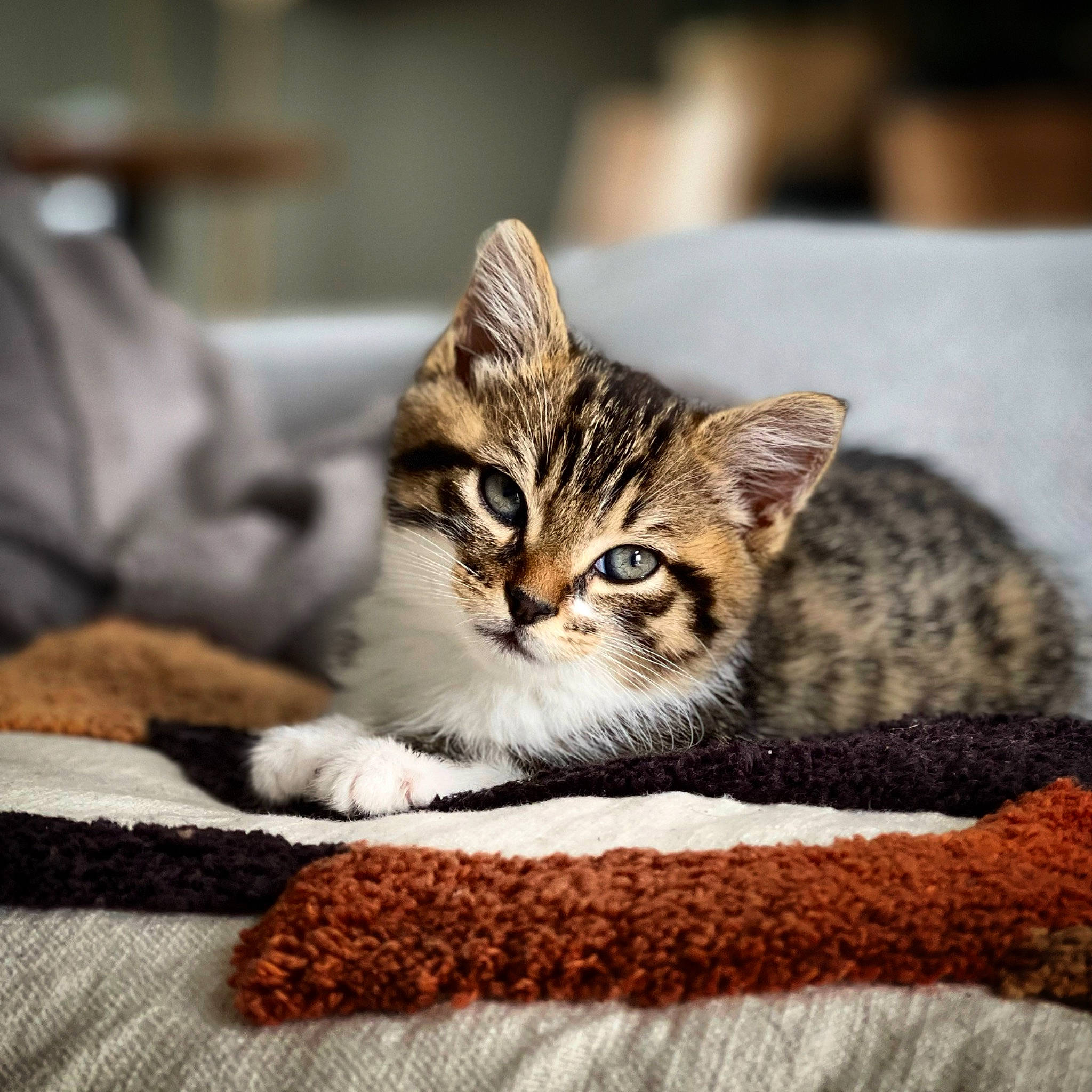 Tigrou a rejoint le concours — aidez-le/la à gagner de superbes lots ! carnivore, cat, cat_supply, claw, comfort, domestic_short_haired_cat, felidae, fur, paw, photo_caption, sitting, small_to_medium_sized_cats, snout, tail, terrestrial_animal, tree, whiskers, wildlife, window, wood