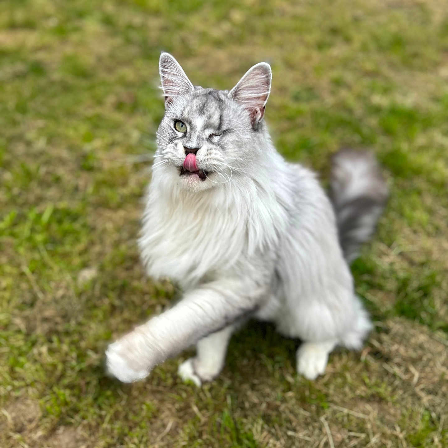 Simba a rejoint le concours — aidez-le/la à gagner de superbes lots ! accessories, angora, animal, bodypart, cat, face, field, grass, grassland, head, kitten, lawn, mouth, nature, person, pet, photography, plant, portrait, strap