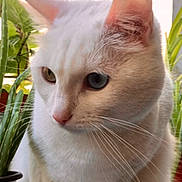 Missy participe au concours pour gagner de l'argent avec cette photo : cat, white_cat, heterochromia, close_up, whiskers, animal, pet, feline, outdoor, plant, greenery, nature, portrait, face, ears, fur, cute, domestic_cat, eyes, curious