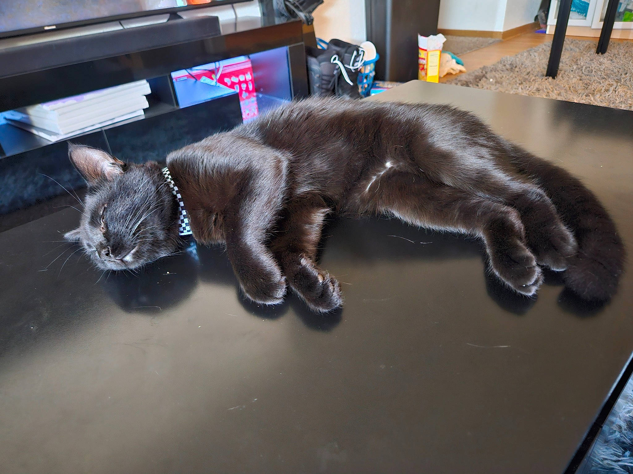 Shadow joined the competition — help win amazing prizes! carnivore, cat, claw, comfort, domestic_short_haired_cat, felidae, flooring, fur, hardwood, metal, paw, small_to_medium_sized_cats, snout, sporting_group, tail, whiskers