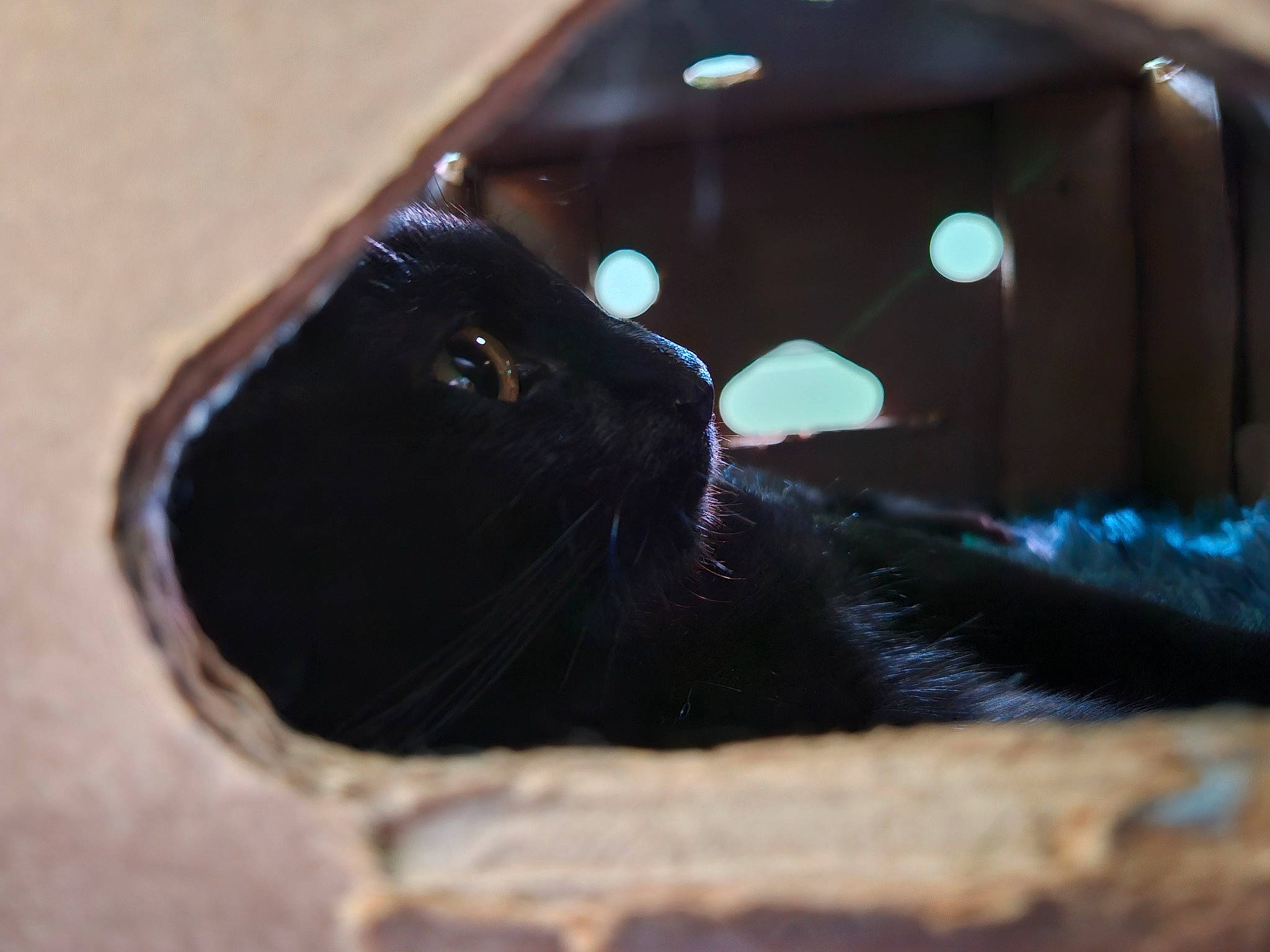 Shadow is registered to the contest to win money with this photo: black_cat, bombay, brown, carnivore, cat, darkness, domestic_short_haired_cat, electric_blue, felidae, fur, liver, small_to_medium_sized_cats, snout, tail, terrestrial_animal, tints_and_shades, whiskers