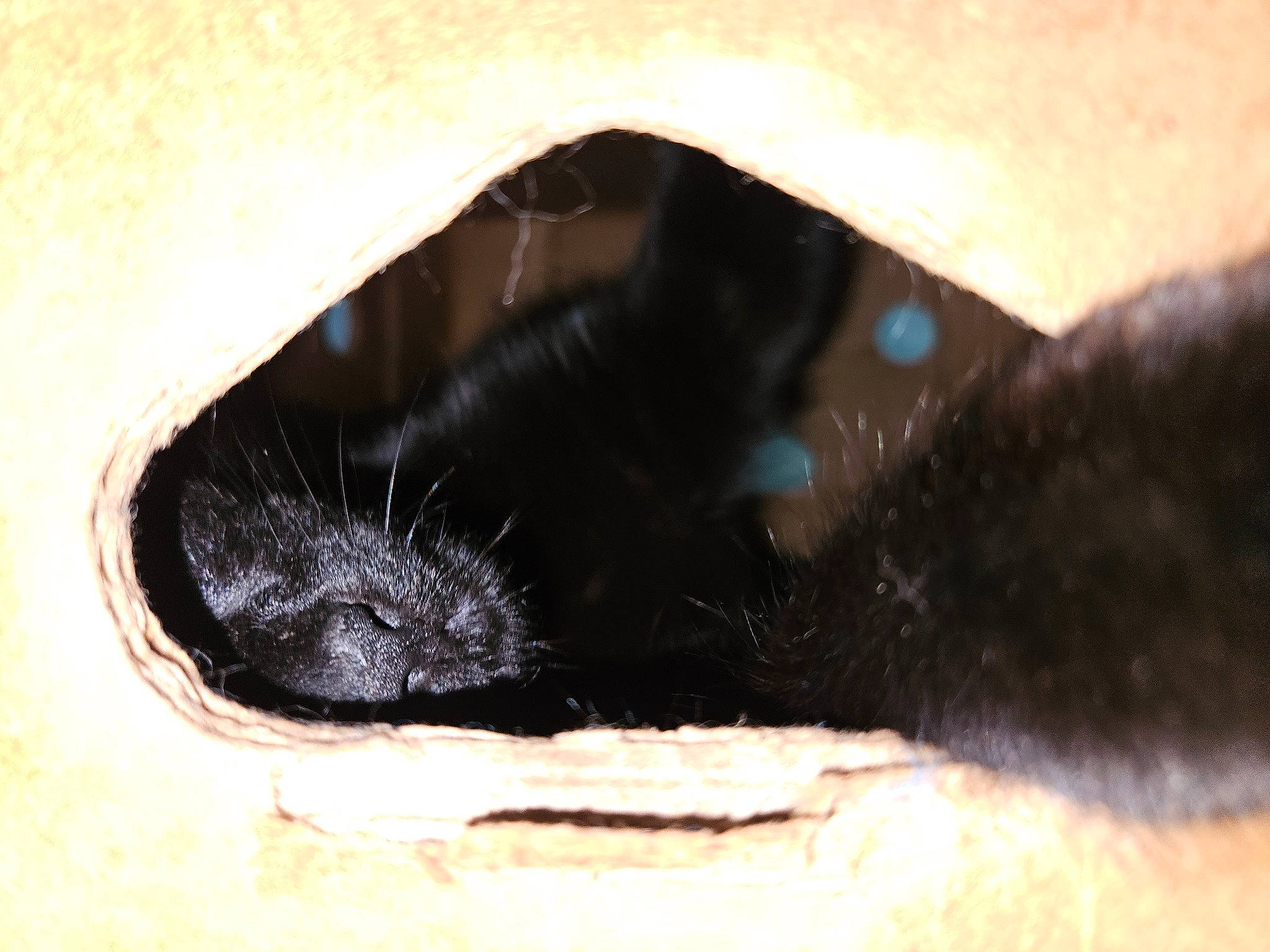 Shadow joined the competition — help win amazing prizes! bombay, carnivore, cat, eye, eyelash, felidae, foot, fur, gesture, human_body, human_leg, iris, jaw, leg, nose, small_to_medium_sized_cats, snout, terrestrial_animal, whiskers, window