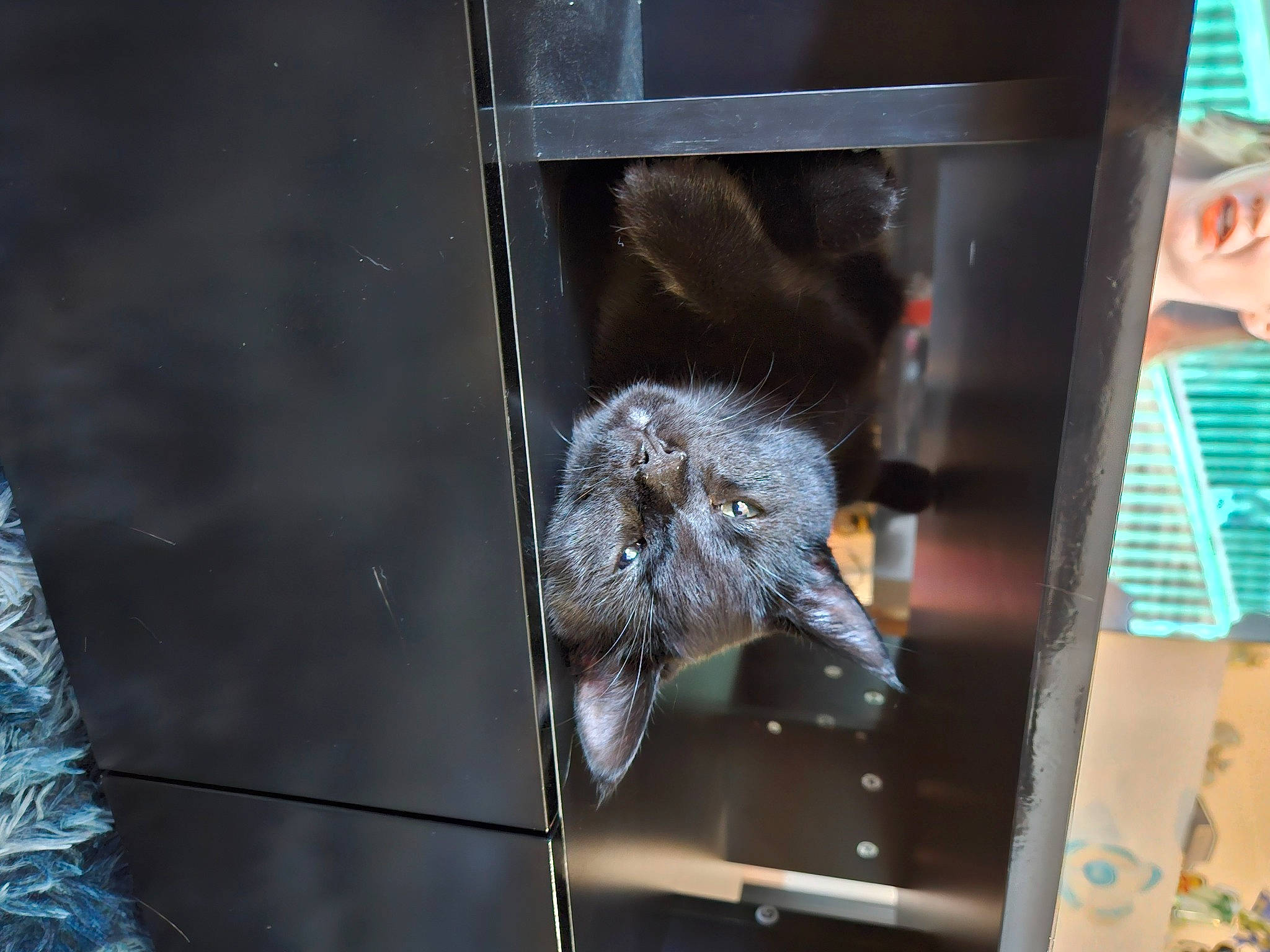 Shadow is registered to the contest to win money with this photo: bat, felidae, fur, glass, machine, organism, packrats, pet_supply, rat, rodent, science, small_to_medium_sized_cats, tail, terrestrial_animal, transparent_material, whiskers, wildlife, window