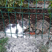 Zina participe au concours pour gagner de l'argent avec cette photo : chain_link_fencing, grass, grass_family, plant, tree