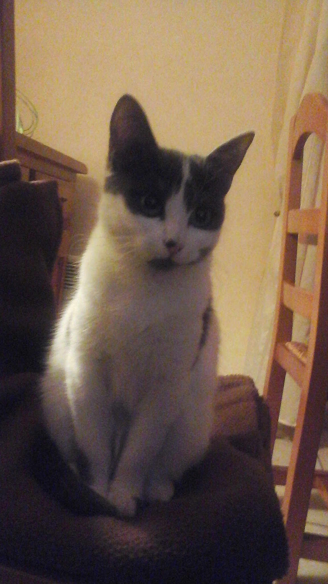 Minette