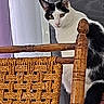 animal, black_and_white, cat, chair, close_up, curious, domestic, ears, face, feline, home, indoor, looking, pet, resting, seated, texture, whiskers, wood, woven_chair