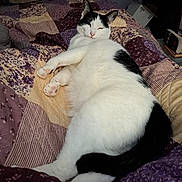 Cleopatra joined the competition — help win amazing prizes! animal, bed, bedroom, black_and_white, blanket, cat, comfort, cozy, cute, domestic_animal, feline, fur, household, indoor, patchwork_quilt, paw, pet, relaxed, resting, sleepy