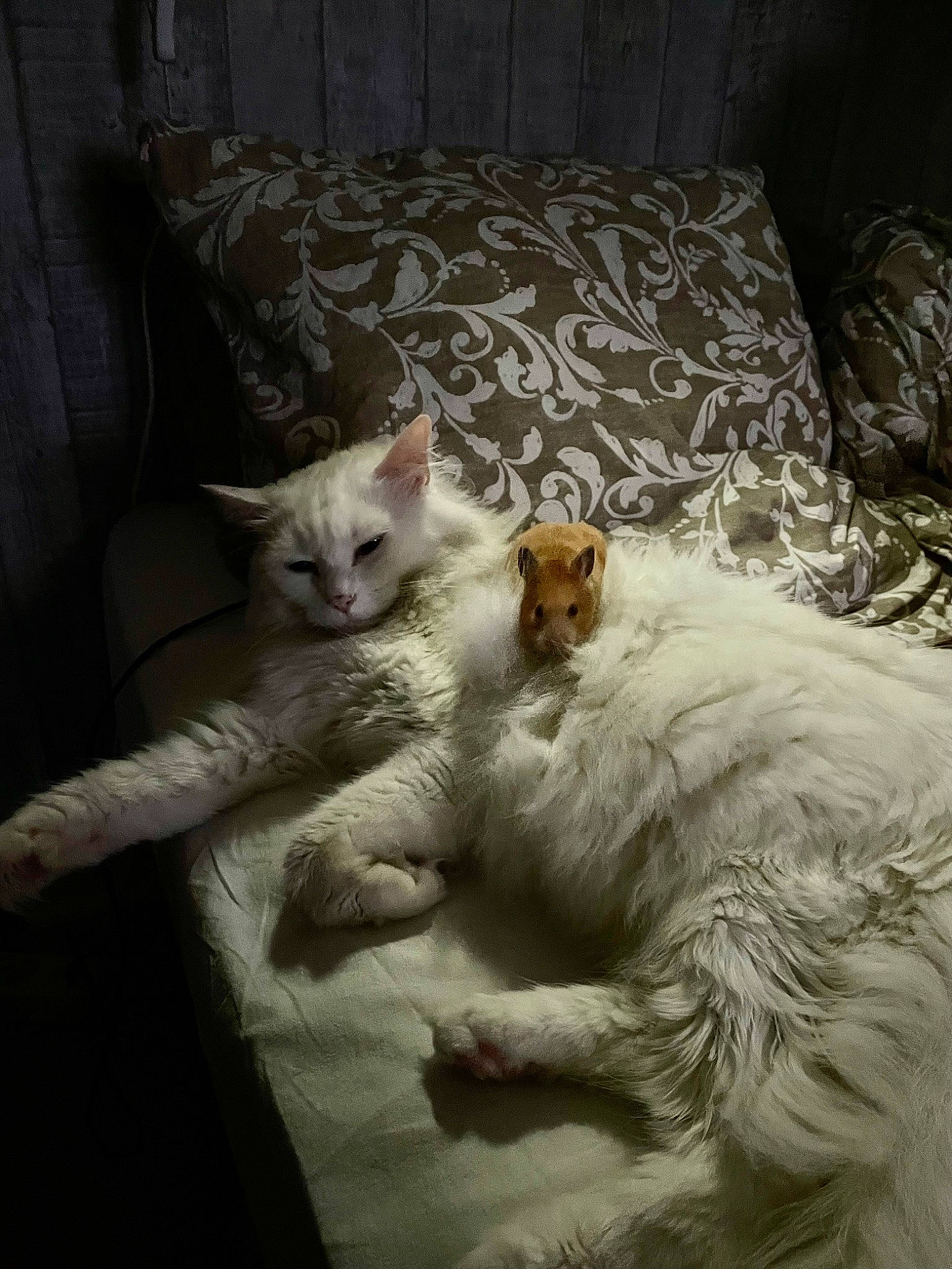 Pacco a rejoint le concours — aidez-le/la à gagner de superbes lots ! bed, bed_sheet, bedding, carnivore, cat, comfort, couch, domestic_short_haired_cat, duvet, fawn, felidae, fur, furniture, linens, paw, pillow, room, small_to_medium_sized_cats, tail, whiskers