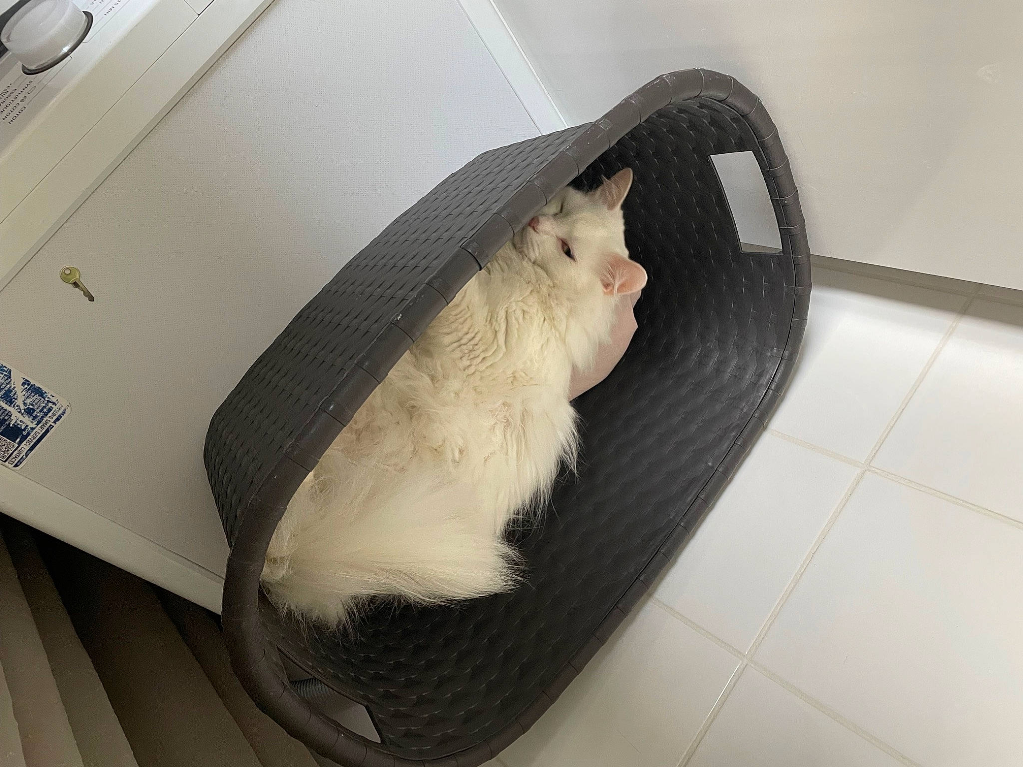 Pacco a rejoint le concours — aidez-le/la à gagner de superbes lots ! auto_part, automotive_exterior, carnivore, comfort, companion_dog, felidae, flooring, fur, grey, hood, linens, room, sitting, small_to_medium_sized_cats, snout, stuffed_toy, tail, vehicle_door, whiskers, wood